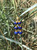 Scrives Lapis Lazuli Watermelon 22 Karat Gold Earrings