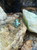 Emerald with Diamond Ring Set in 18 Karat White Gold Settings