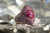3,58 Carats Pink Ruby Ring Set With 5,94 carats Pink and Purple Sapphires Pavage