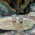 South Sea Pearl with Diamond Bow Earrings Set in 18K White Gold Settings