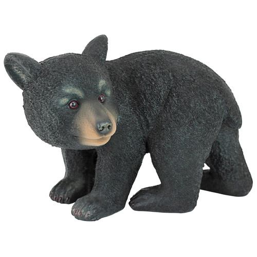 Curious Woodland Black Bear Cub