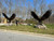144 inch Wing Span Pair of Bronze Eagles