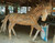 Handcrafted Life Size Teak Root Horse