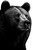 Black Bear Acrylic Wall Decor