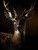 Noble Stag in Shadow Giclee