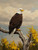 Eagle on a Branch Giclee