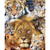 PROMO GW CATS
