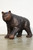 Bronze Bear Cub on the Move