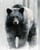 Black Bear Watercolor Giclee