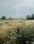 Sage Landscape Giclee