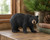 Roaming Black Bear Small Statue