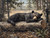 Black Bear Sleeping on a Log Giclee