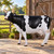 Life Sized Cow