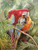 The Parrots Gallery Wrap