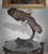 Eagle Flying Right 64 Inches Tall