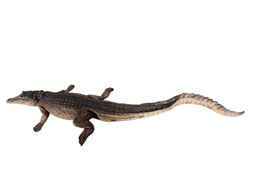 Crocodile Walking 4Ft Close Up Image