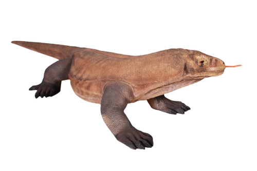 Enormous Komodo Dragon 130 Inch Long Close Up Image