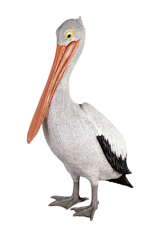 Standing Pelican