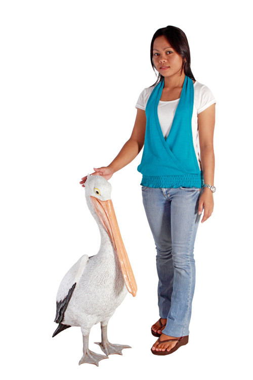 Standing Pelican Close Up Image
