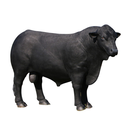Black Angus Bull