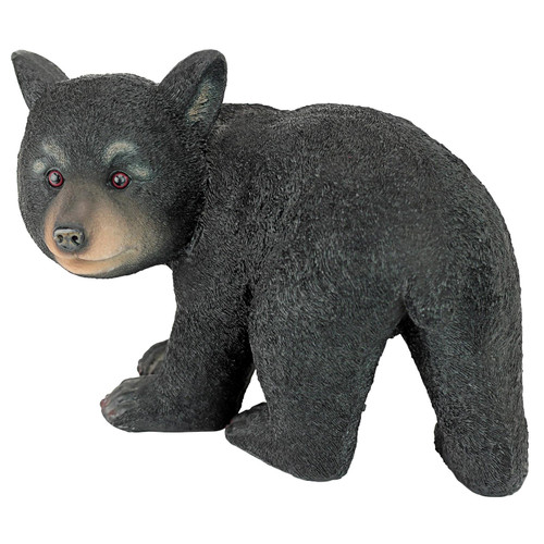 Curious Woodland Black Bear Cub
