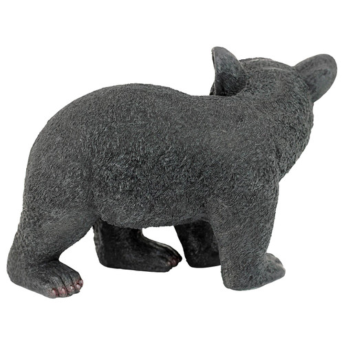 Curious Woodland Black Bear Cub