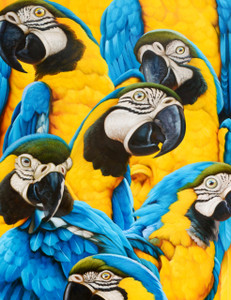 Wild Parrots Gallery Wrap