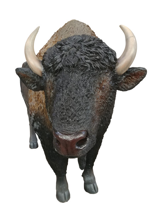 American Bison