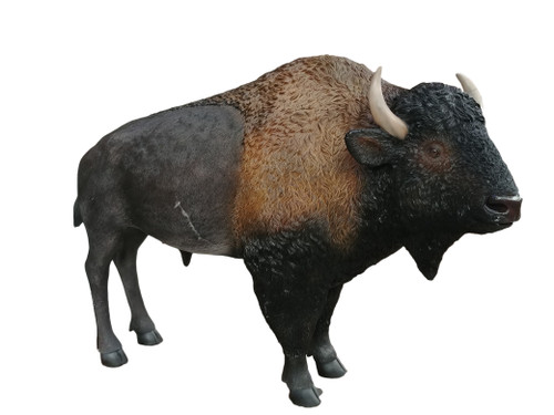 American Bison Close Up Image