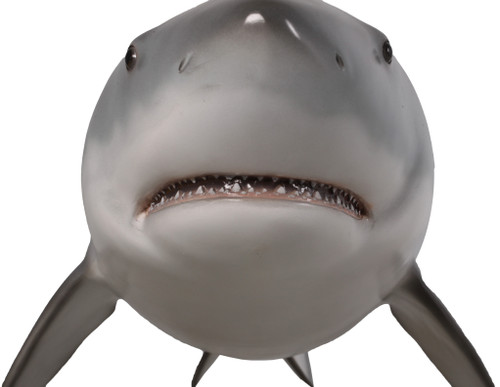 Great White Shark 6ft Close Up Image