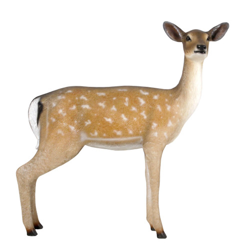 Fallow Deer Doe Room Scene