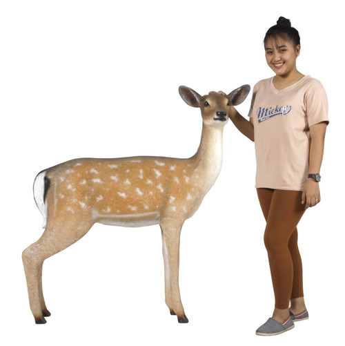Fallow Deer Doe Close Up Image