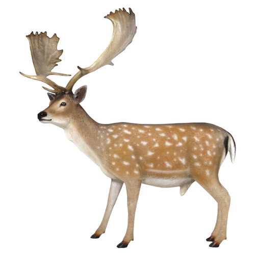 Fallow Deer Buck Room Scene