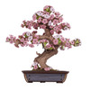 Robotime Sakura Bonsai 3D Model - Wood Robotime Sakura Bonsai 3D Model - Wood