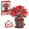 Robotime Poinsettia Model - Wood