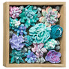 OKTO Succulents Tenderness Clay Kit Paint Set