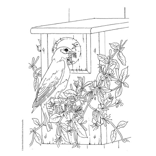 Dover Beautiful Birds Coloring Book Dover Beautiful Birds Coloring Book