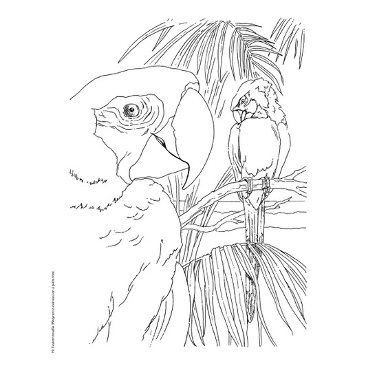 Dover Beautiful Birds Coloring Book Dover Beautiful Birds Coloring Book