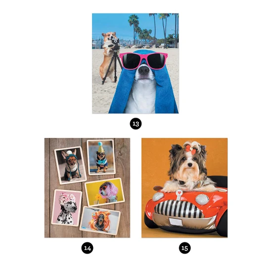Brain Games Paw-Parazzi Sticker by Number