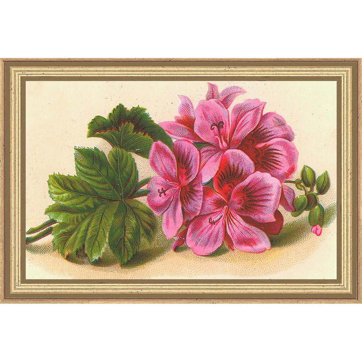 Sunrays Creations Needlearts Pink Geranium Counted Cross-Stitch Chart