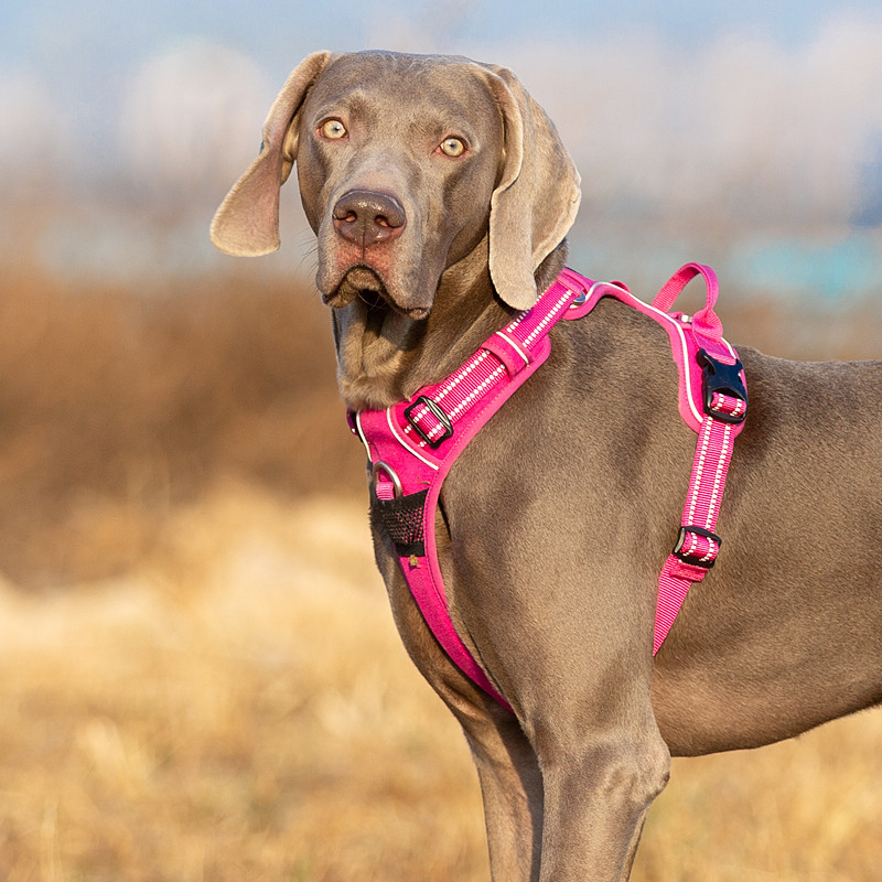 Truelove Dog Harness Basic Colour The Proud Pet Store