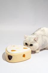 Interactive Cat Toy - Fofo Cheese