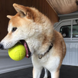 Dog Toy - Laroo - Squeaky Puzzle Rugby