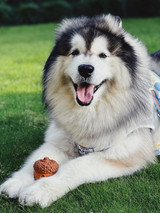 Dog Toy - Laroo - Squeaky Acorn