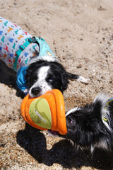 Dog Toy - Laroo - Sonic Frisbee