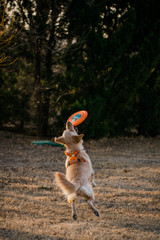 Dog Toy - Laroo - Sonic Frisbee
