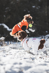 Dog Toy - Laroo - Dura Ball