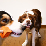 Dog Toy - Laroo - Building Blocks on Rope