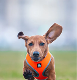 Featuring soft and breathable mesh for superior comfort, terylene piping for added comfort around the legs, and a metal D-ring for leash attachment.