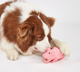 Dog Toy - Pig Latex
